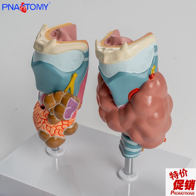 人体喉部c解剖模型肌肉软骨组织结构鼓膜咽鼓管喉腔声带