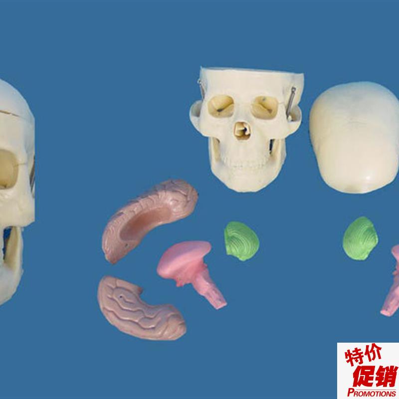包邮中型头骨带脑模型t骷髅头骨骼骨架模型教学医学讲解模具