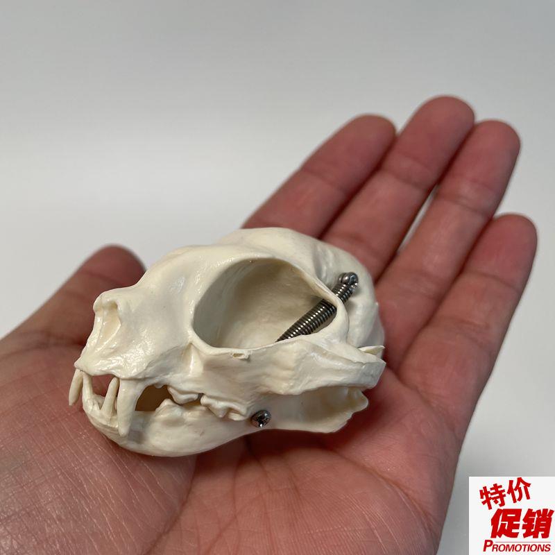 康泰动物骨骼猫头骨模型口腔牙齿高仿真猫科宠物兽医药Y教学实验