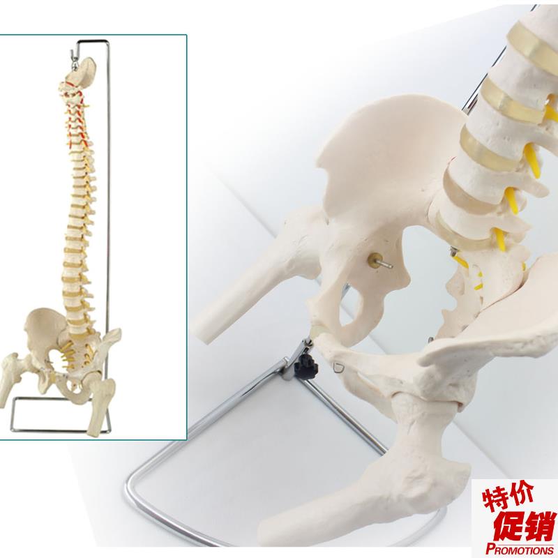 ENOVOd颐诺人体脊柱模型骨盆腿骨脊椎腰椎骨盆正骨整骨盲人按摩教