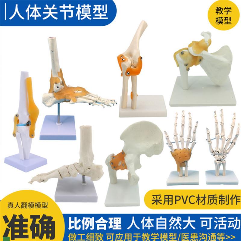 人体膝手肘肩髋脚关节骨骼韧带模型仿真关节功能P演示1:1骨骼医学