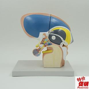 间脑端脑下丘脑人体脑组织解剖神经外科脑干M可拆卸大脑基底核脑