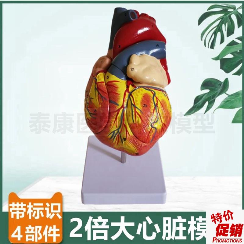 心脏解剖模型f放大2倍拆4部件带标识血管瓣膜B超彩超教学冠状动脉