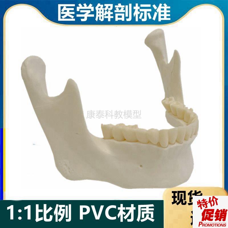 下颌骨模型牙齿牙j槽骨下巴面部外科微整形美容教礼品玩具口腔牙