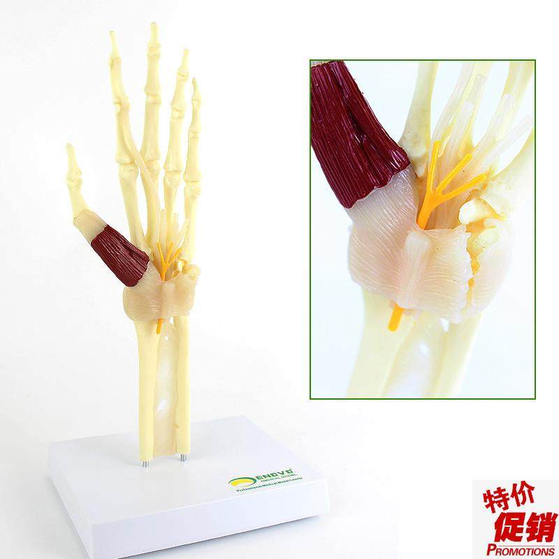 ENOVO颐h诺人体腕关节综合征模型腕管综合征正中神经肘关节桡,文具电教/文化用品/商务用品,教学标本/模型,淘宝优惠券,粉丝福利购,淘宝优惠卷
