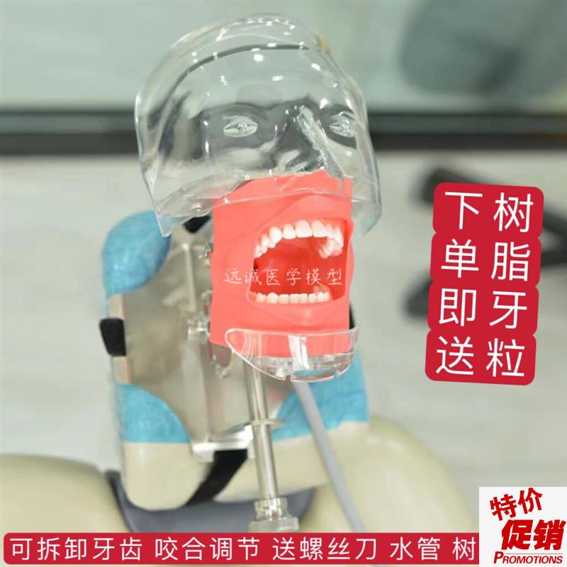 牙科材料口腔备牙模型器械工具离体E牙备牙根管树脂牙简易仿真头