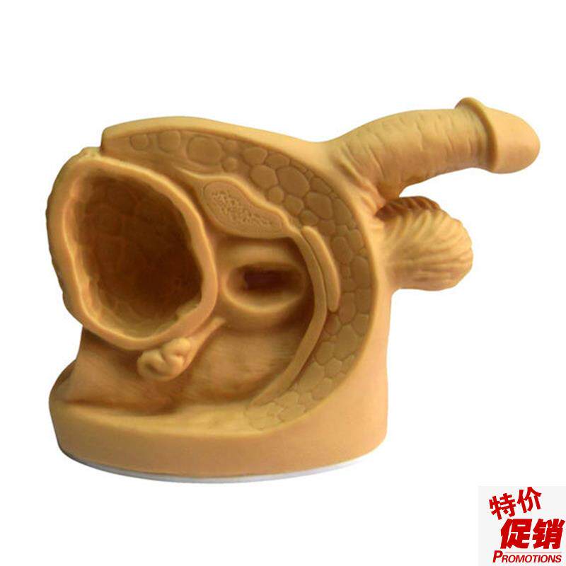 高级男性内外生殖器模型男性导尿C模型医用导尿模型男性器官模型