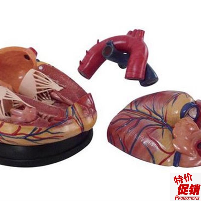 新型人体心脏解剖放大t5倍模型医学教学用训练模具标本