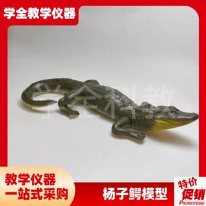 仿真杨子鳄c模型鳄鱼动物实心模型玩具科普摆件生物教学爬行动物