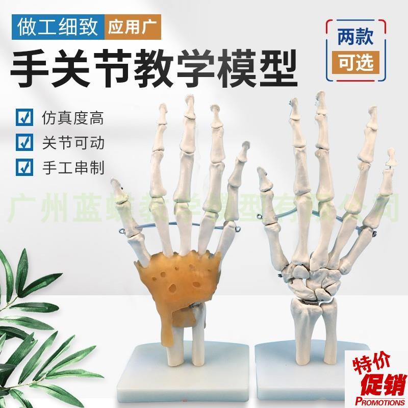 人体手骨手关节附韧带模型人体手指骨骼模型手部手Y掌骨骼模型