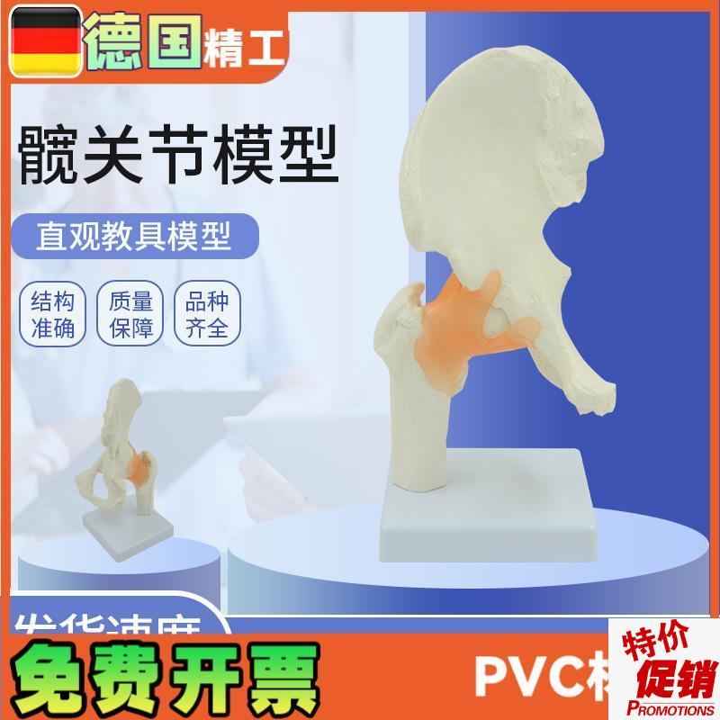 髋关节模型人体关节骨头解剖带x韧带1比1医药礼品医患沟通教具正