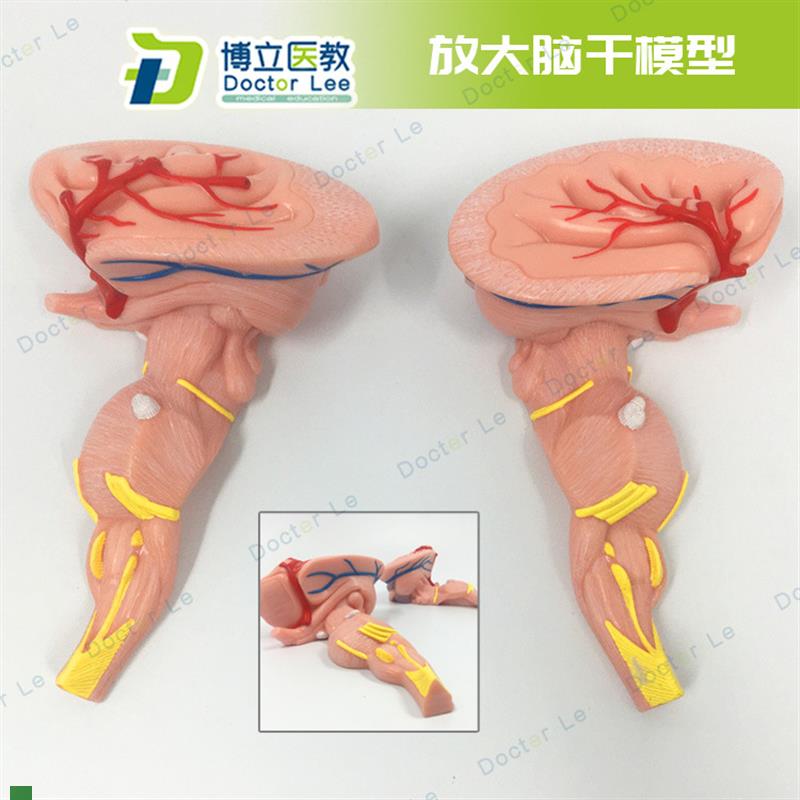 脑干放大模型脑j神经医学大脑模型教学中枢神经系统教学演示教具