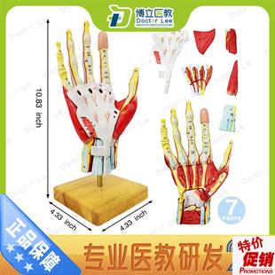医学手掌局部解剖神经血管模型手关节F局手足外科手部微创模型教