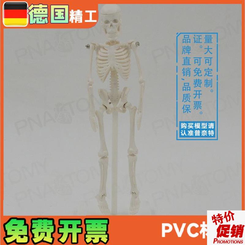 22cm小d型白色全身人体骨骼模型骷髅骨架玩具万圣节可拆卸启蒙美