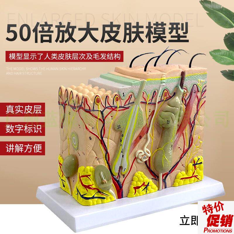 皮肤结构解剖模型教学组织层次立B体构造微整形缝合美容医学模具
