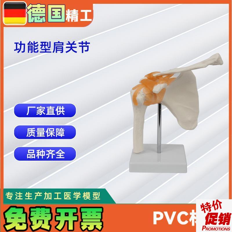 功能型关节合集人体关节模型B教学器材教学演示用品关节骨骼