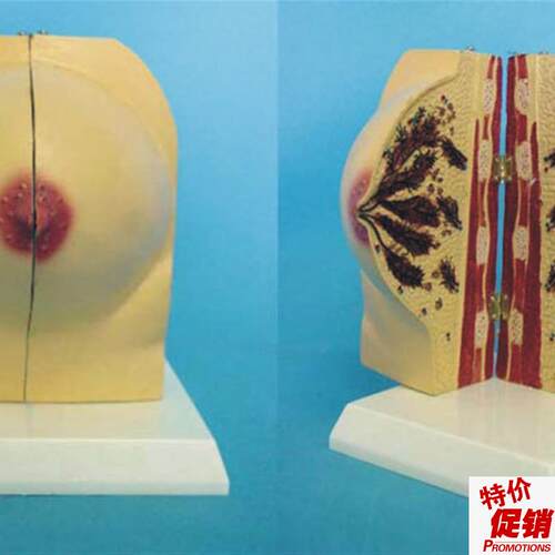 未孕女性乳房解剖模q型女性乳房模型催乳师培训道具哺乳