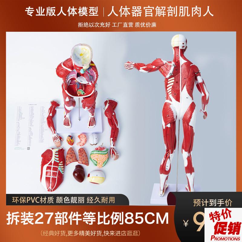 政河人体躯干解剖器官结构模型内脏心脏肌肉O医院学校用教学演示