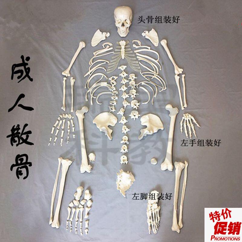 人体骨骼散装游离脊椎四肢头颅骨手脚美术影视道具医学Z教育万圣
