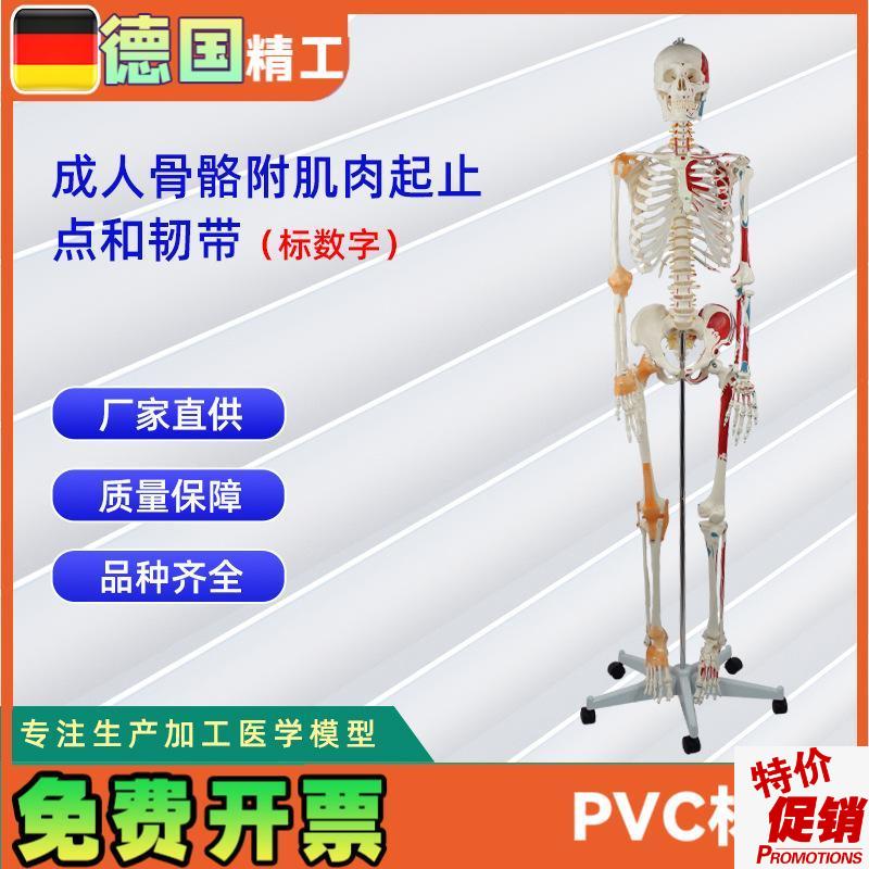 成人人体医学骨骼176CM附半身肌肉起止点加R半身韧带骨骼标数字