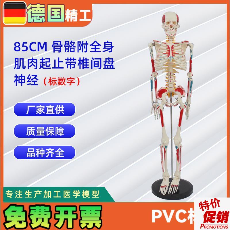 85CM附全身肌肉起止带椎间盘神经骨骼模型标数字人体骨Z骼模型教