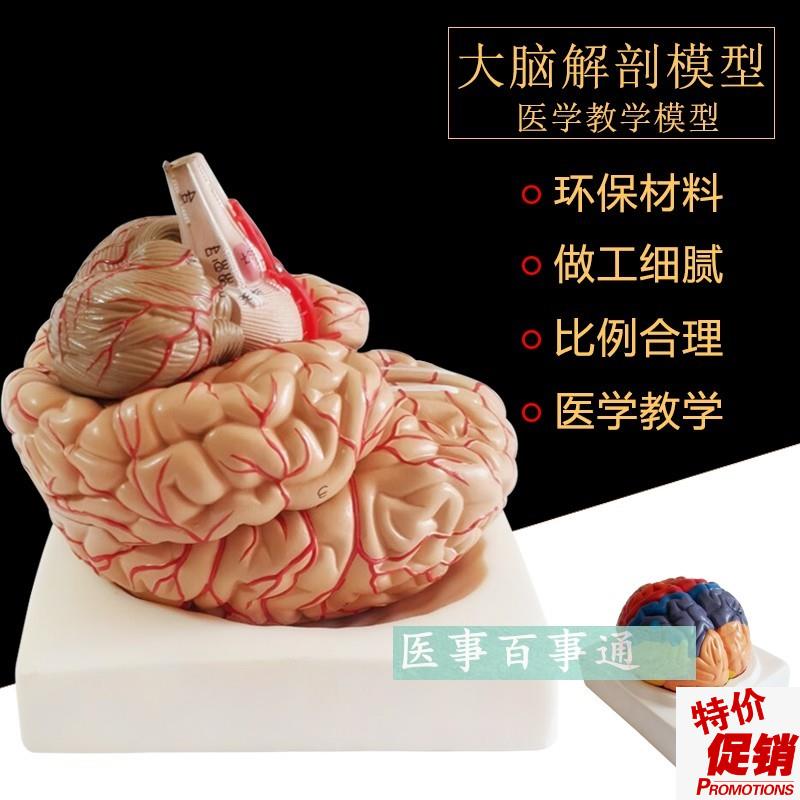 人体大型脑e解剖模型人类脑模型脑血管脑神经自然大人脑模型