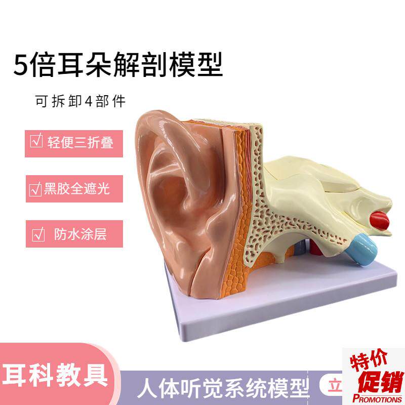 5倍放大耳解剖模型耳朵放大教学模型大耳O解剖器官耳朵构造模型