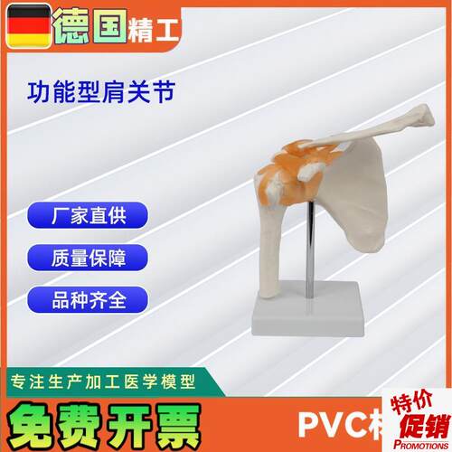 功能型肩关节模型人体O关节教学模型