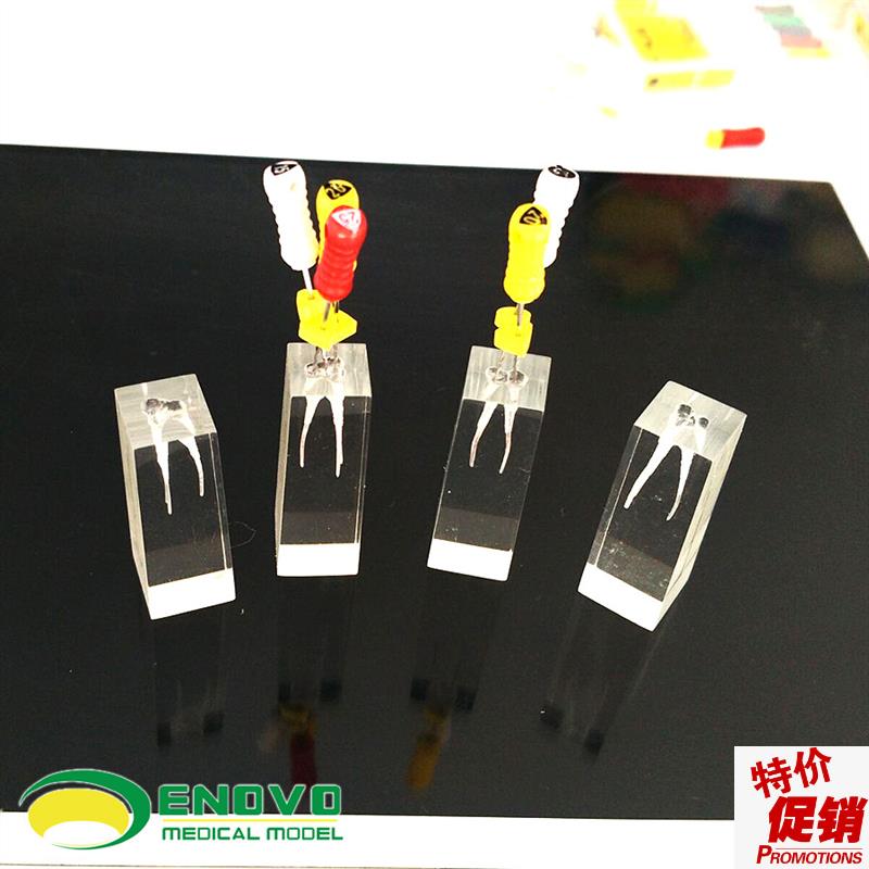 ENOVO颐诺牙体牙髓教学实践模型根管练习预备充填练习RXCT口外操