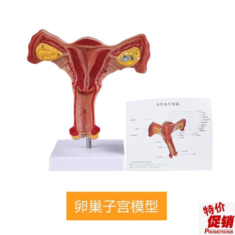 人体子宫模型逼真阴道子宫输卵管C卵巢解剖模型健康教育实训用具