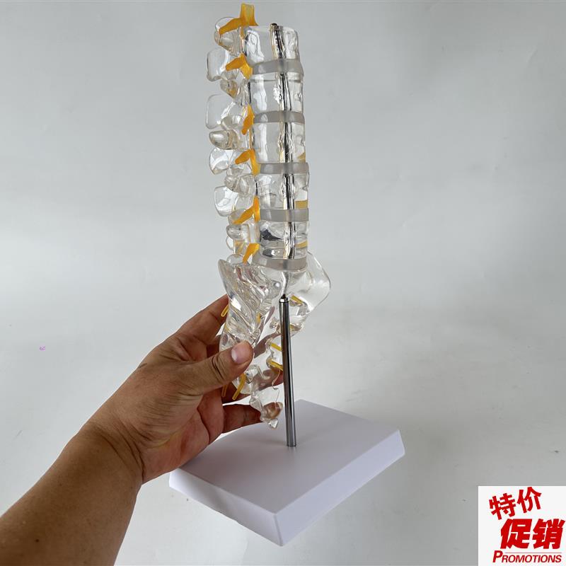 透明腰椎c带尾骨模型椎间盘脊神经骶骨尾椎骨脊椎脊柱骨科立体教
