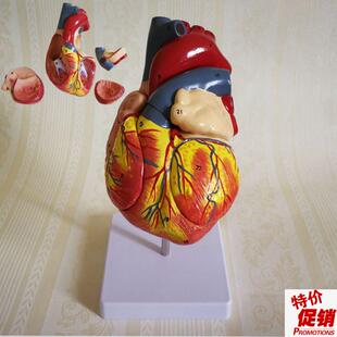 瑞泰医学模c型人体心脏放大2倍拆4部件心血管B超心室心房主动脉瓣