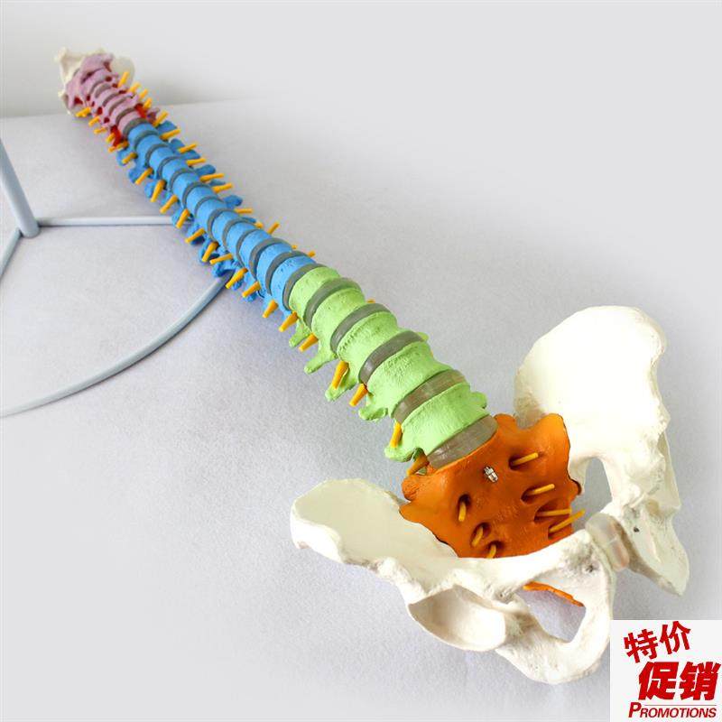 ENOVO颐诺医学人体教学脊柱模型正骨手法练O习脊椎脊柱骨骼模型中,文具电教/文化用品/商务用品,教学标本/模型,淘宝优惠券,粉丝福利购,淘宝优惠卷