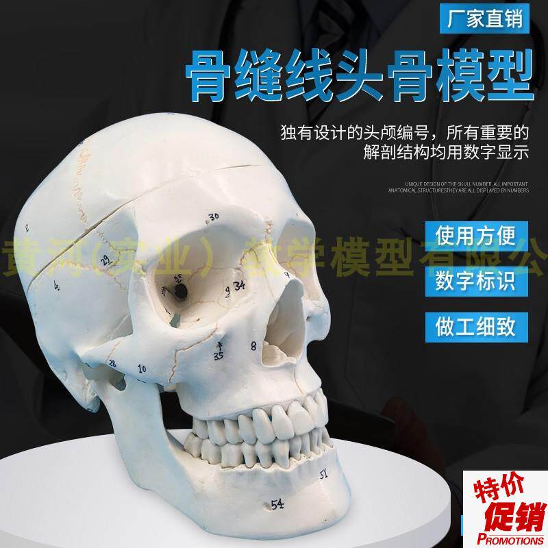 经典头颅模型3部n分带数字标识骨缝线头骨头颅骨骨骼模型医用