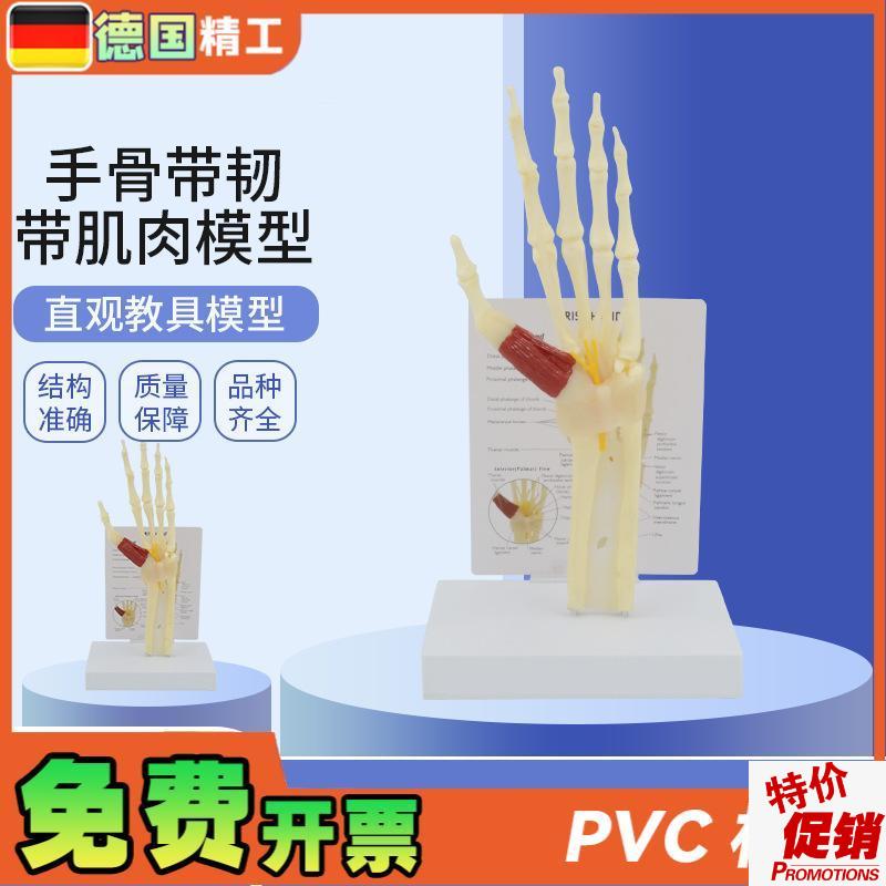 德国】人体手骨i模型带韧带肌肉腕关节综合征模型腕管综合征尺骨