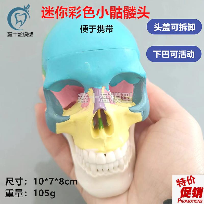 口腔彩色头骨模型牙o科诊所教学可拆迷你小头颅骨美艺术拆卸头模