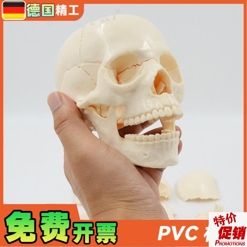 德国】小c型可拆白色头骨模型15部件中英文说明书人体头颅骨拼