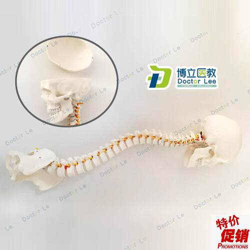 人体脊柱模e型1:1成人正骨练习脊椎模型颈椎腰椎模型脊柱带头骨模