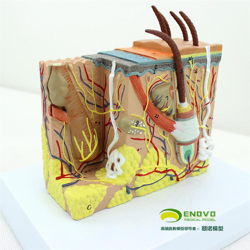 ENOVO颐诺人体皮肤组织解剖放大模型H微创皮肤美容美妆整形脸面部