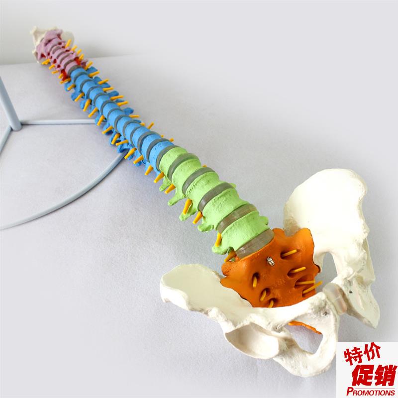 ENOVO颐诺医学n人体教学脊柱模型正骨手法练习脊椎脊柱骨骼模型中