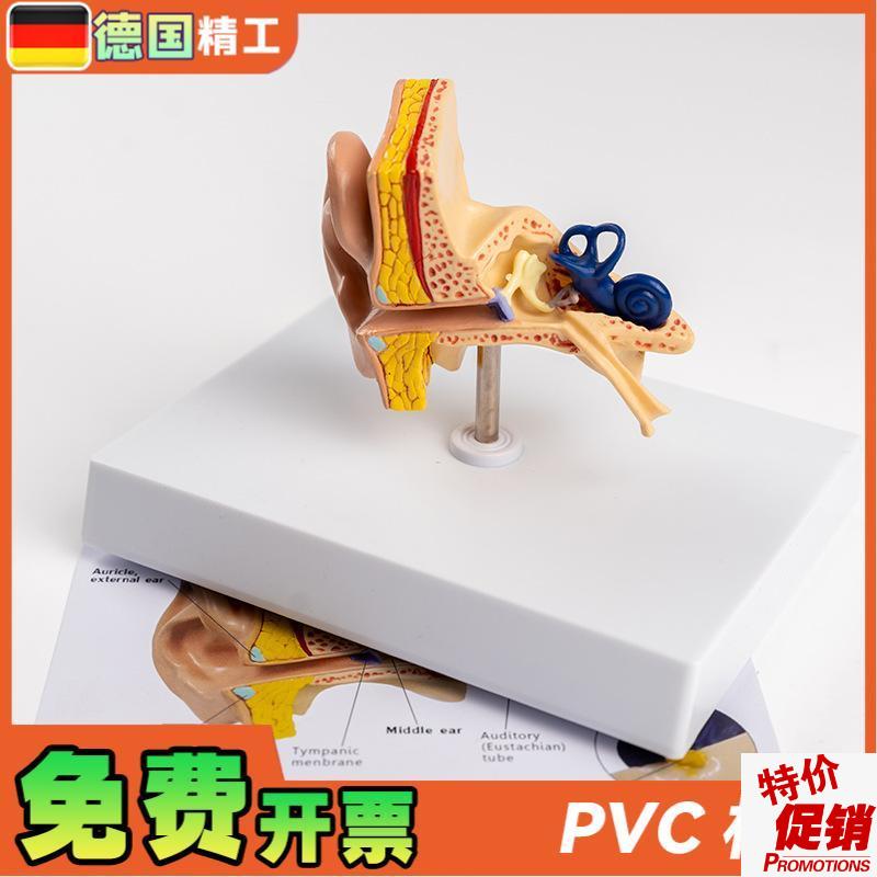 德国】耳朵结构模型耳解剖模型外中内耳部听觉Q系统耳朵构造教学