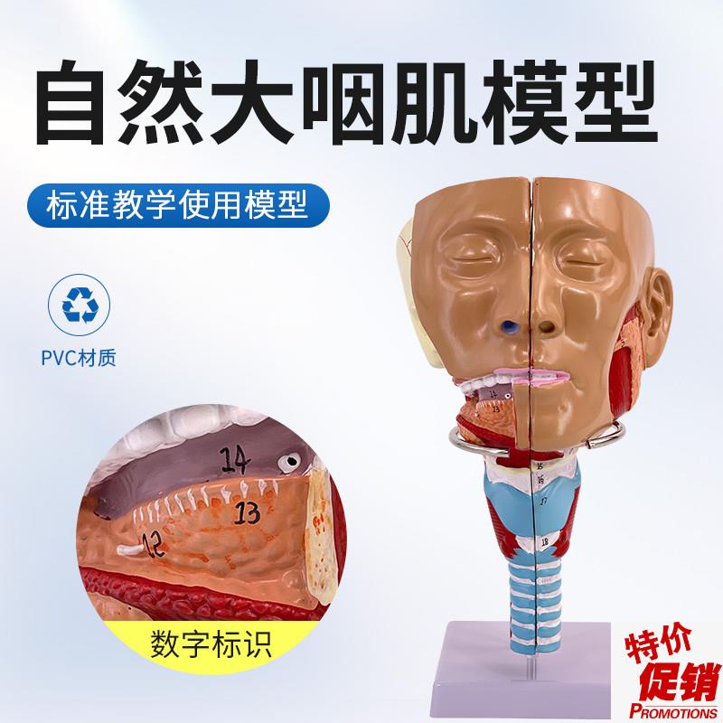 咽模型喉c解剖模型人体咽喉模型口鼻子鼻腔模型舌肌咽肌解剖模型