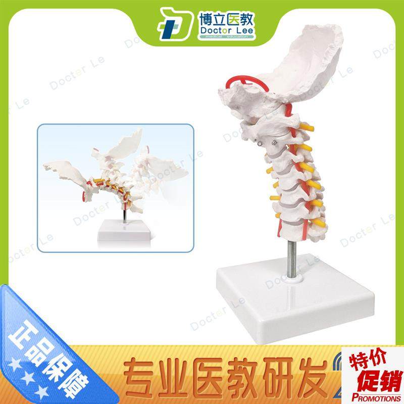 可弯曲颈椎模型颈椎带颈动脉m后枕骨椎间盘与神经模型骨架模型