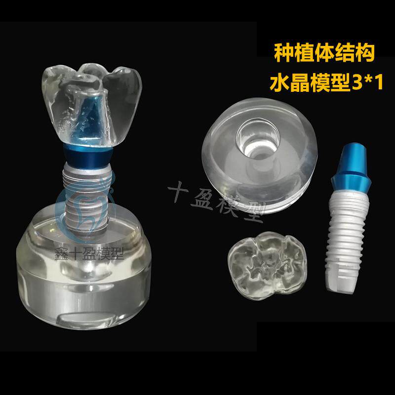 牙齿模型牙齿水晶l种植体练习模型种植体可拆卸口腔教学培训