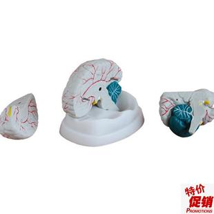 大脑模型a新型脑解剖模型脑干大脑小脑部构造关系解剖教学模型医