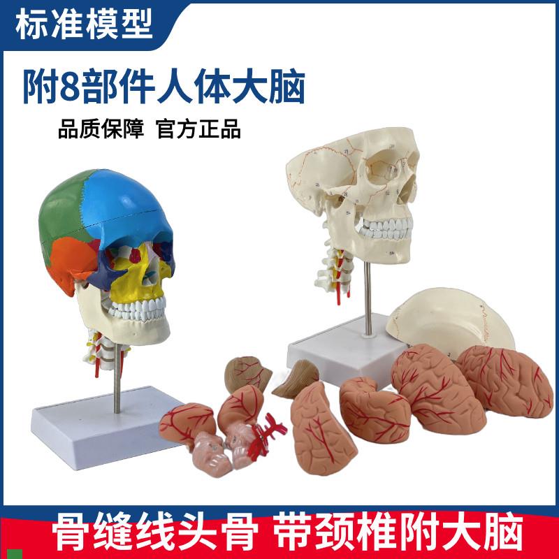 教学医学头颅骨可拆卸q大脑模型人体头骨模型1:1颅脑解剖神经科