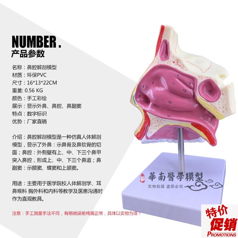 进口人体鼻腔解剖模具教学模型鼻子模型五官科医用Z模型耳鼻喉