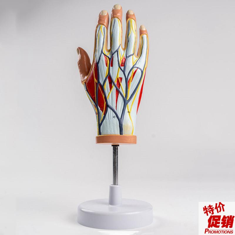 康泰手背血管肌腱l韧带神经深浅肌肉层次手掌外科医用解剖手术示