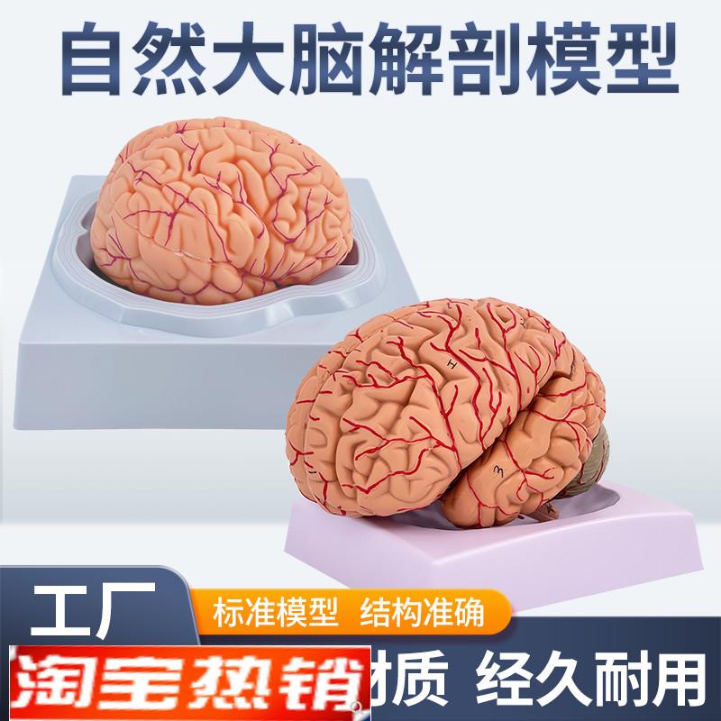 医学脑血管脑动脉神经科教学模型脑动脉血O管颅底人体大脑结构