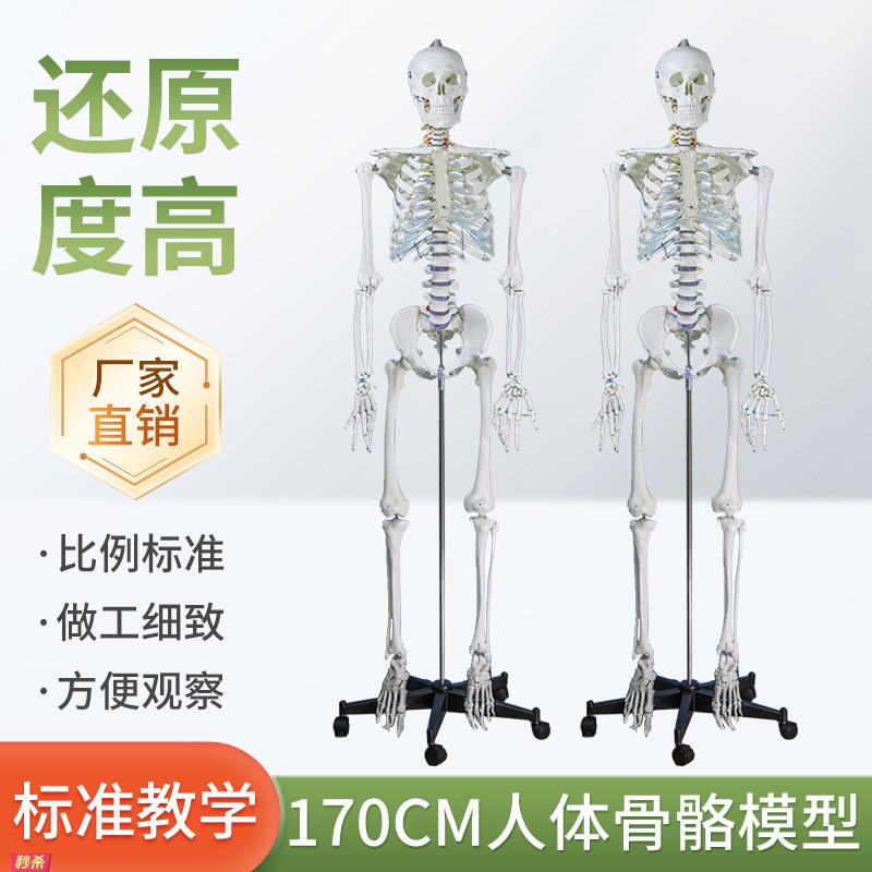 自然大人体骨骼模型170CM成人大白骷髅标本教学脊椎全身骨架模型